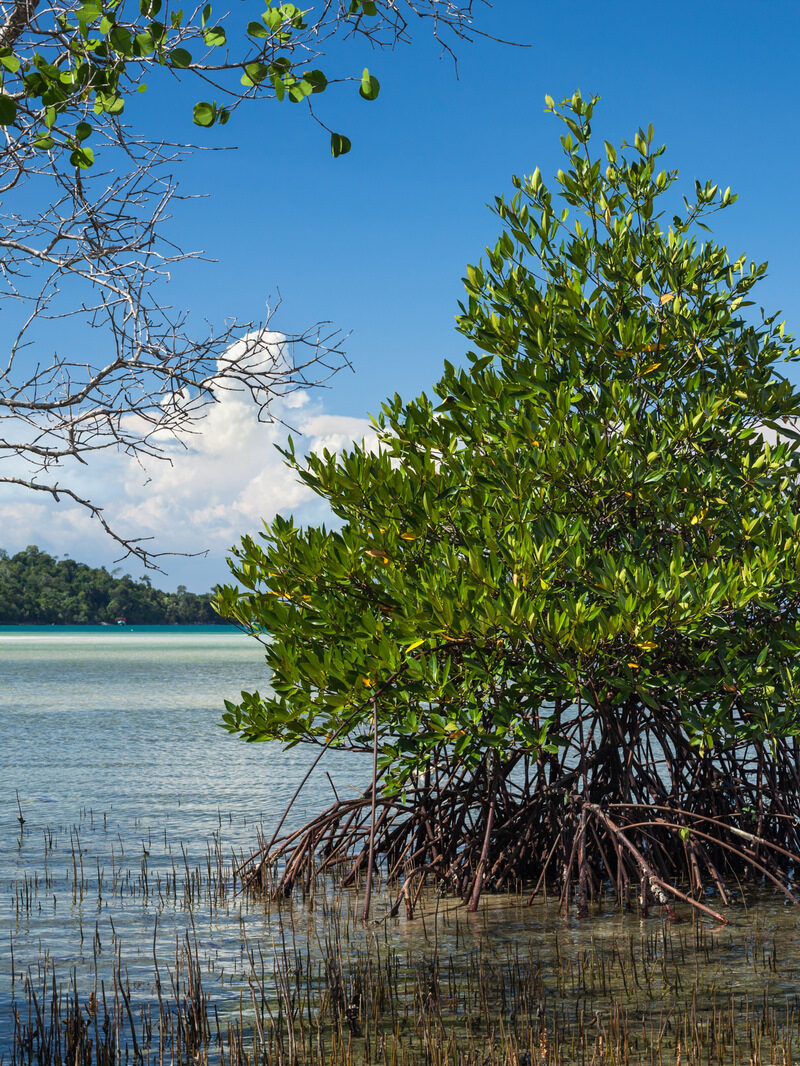 Single,Mangrove,Tree,On,The,Edge,Of,The,Beach,At